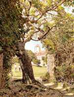 alter Maulbeerbaum vor der Burg Querfurt